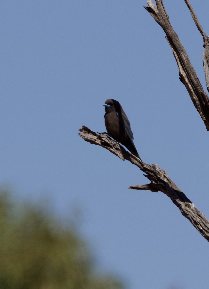 Little Woodswallow - Yvonne van Netten