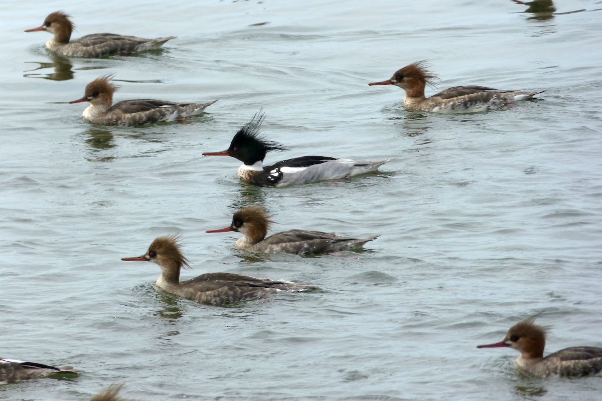 Red-breasted Merganser - Claire  Kluskens