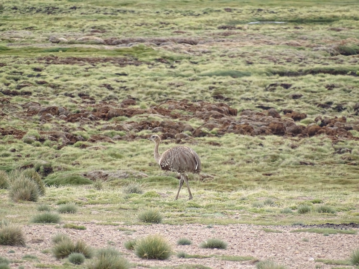 Lesser Rhea - ML615273152