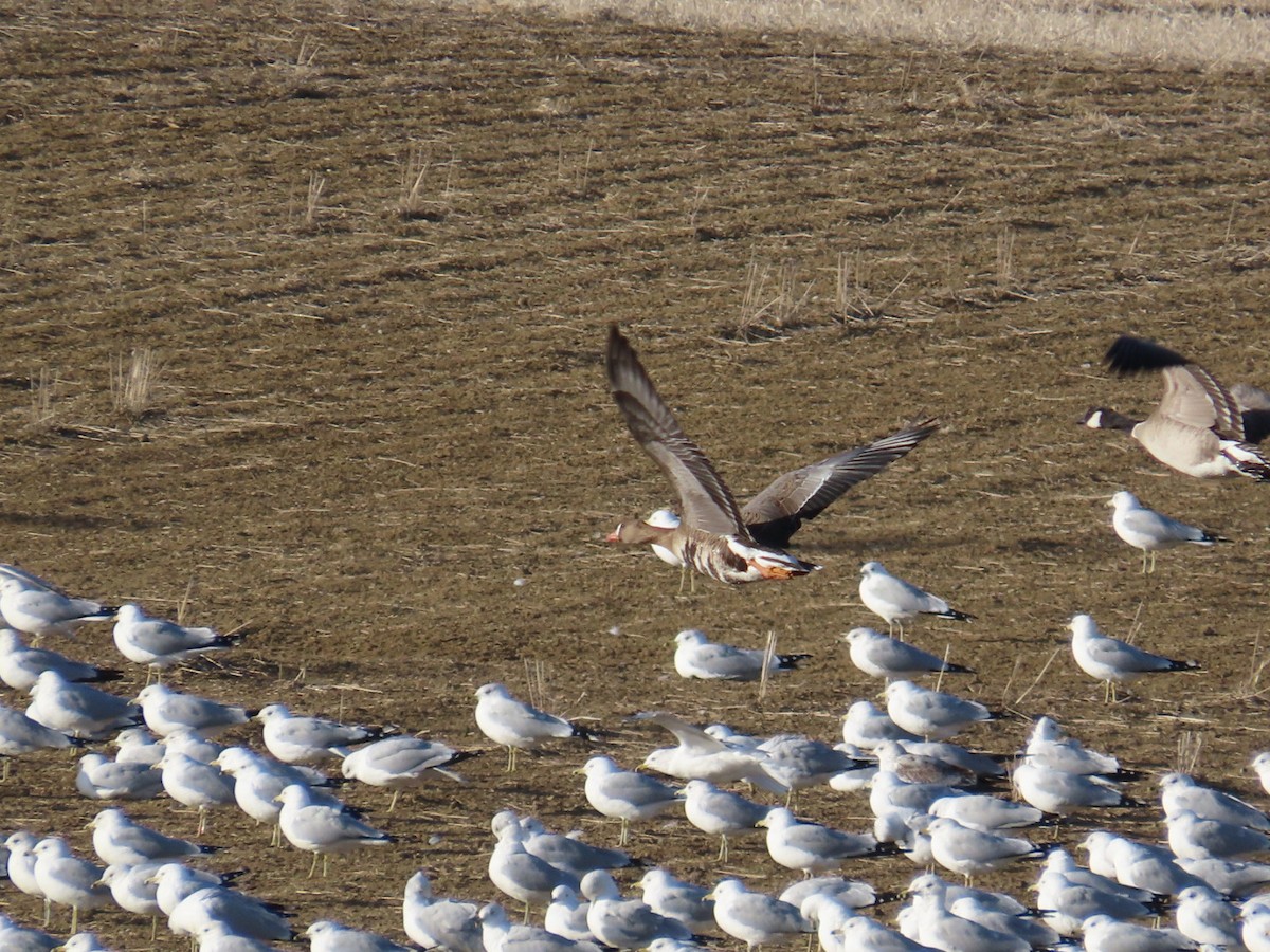 Greater White-fronted Goose - ML615273172