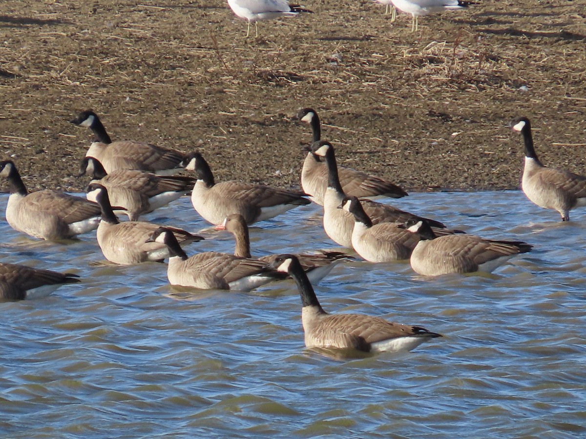 Greater White-fronted Goose - ML615273174