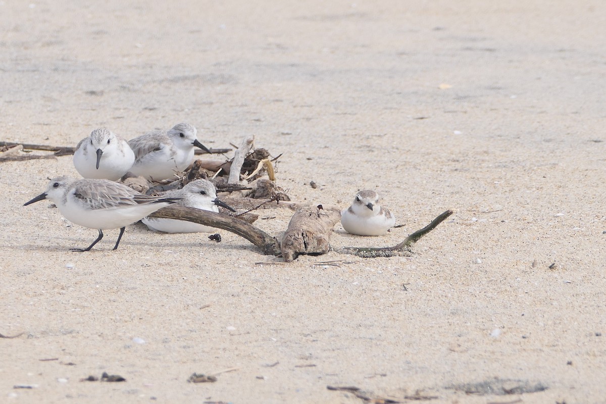 Snowy Plover - ML615273191