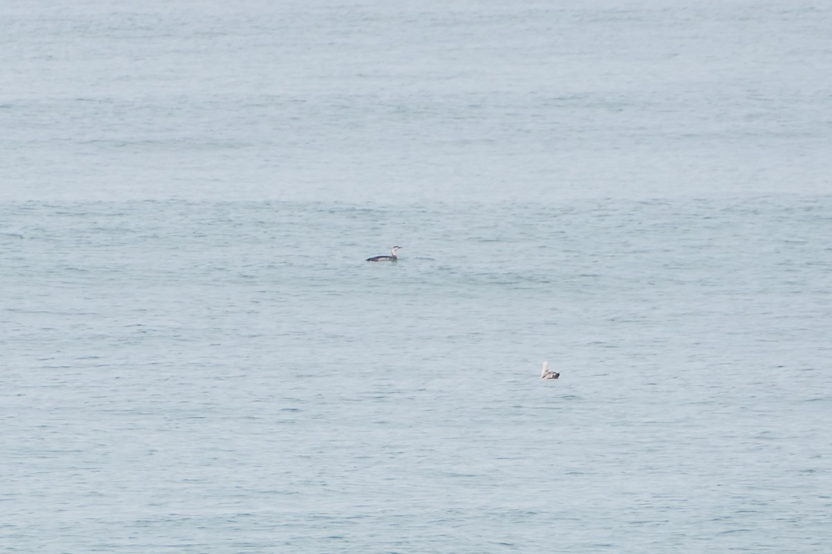 Red-throated Loon - bonnie henson