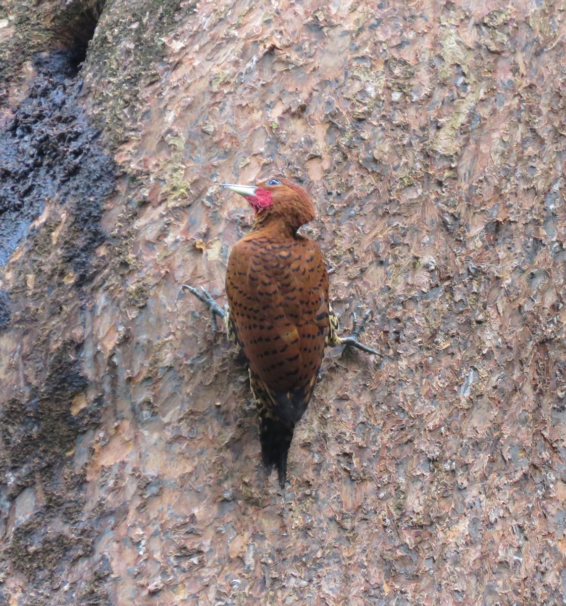 Cinnamon Woodpecker - Joe and Carleen