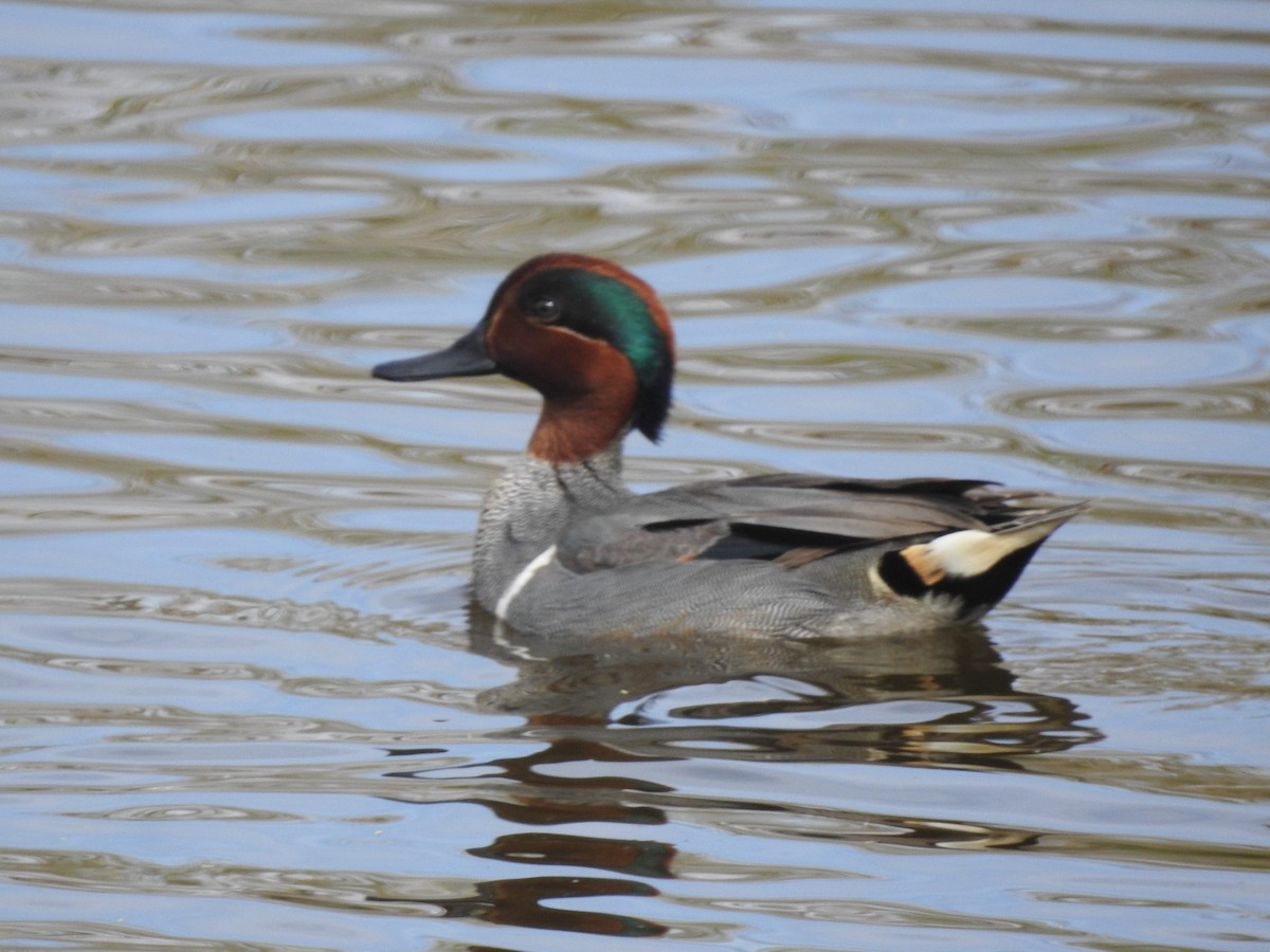 Green-winged Teal - ML615273263