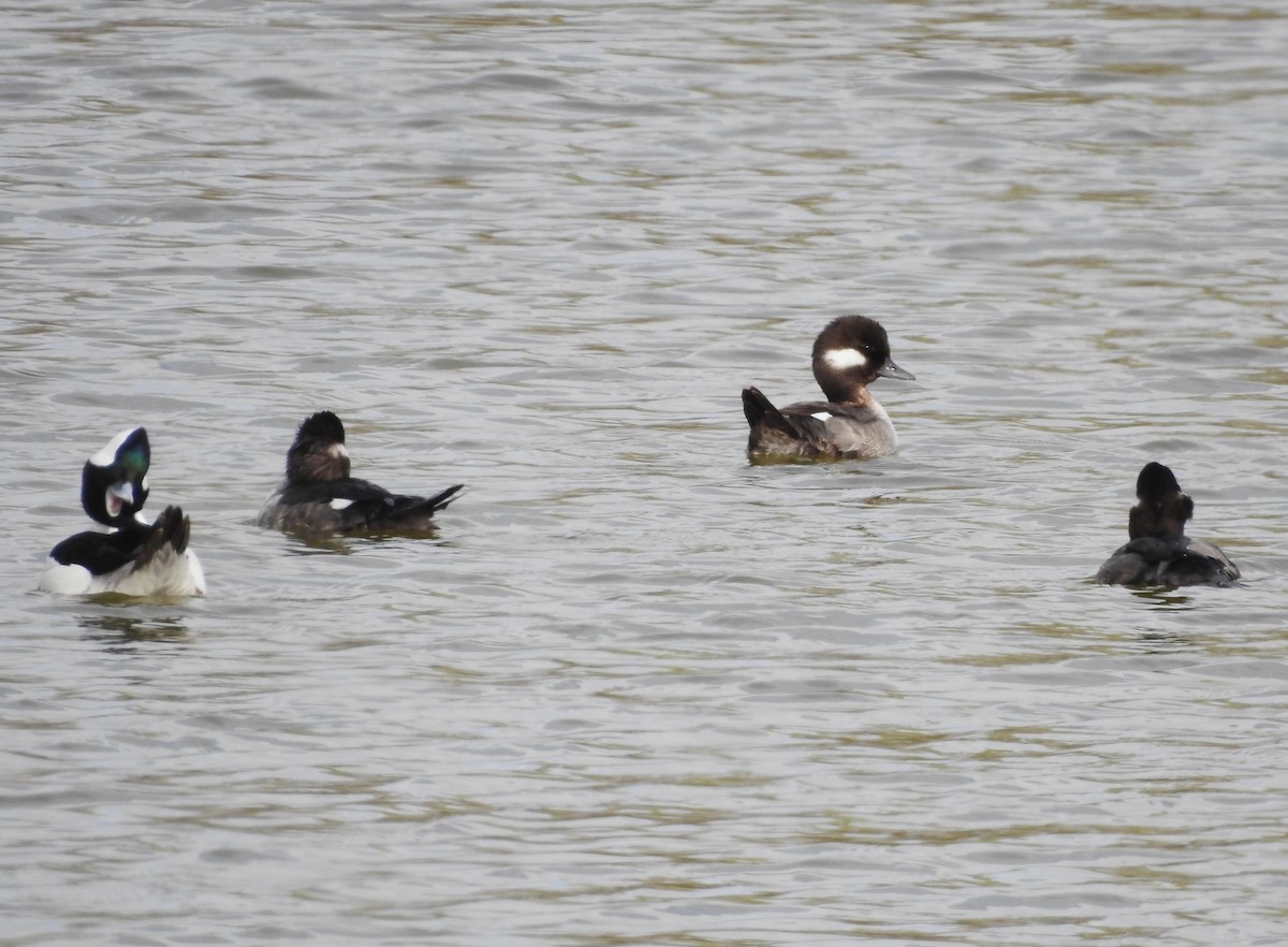 Bufflehead - Mike Ferguson