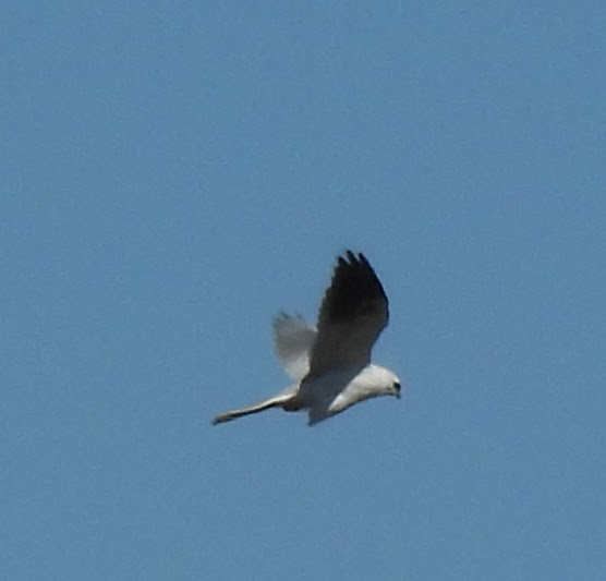 White-tailed Kite - ML615273297
