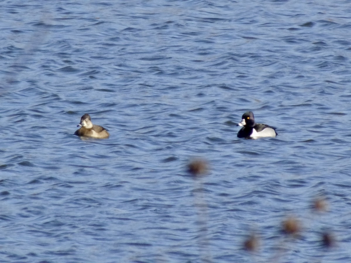 Ring-necked Duck - ML615273315