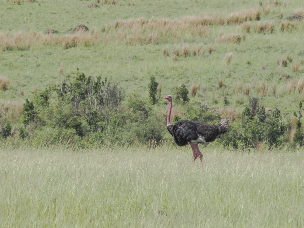 Common Ostrich - ML615273326