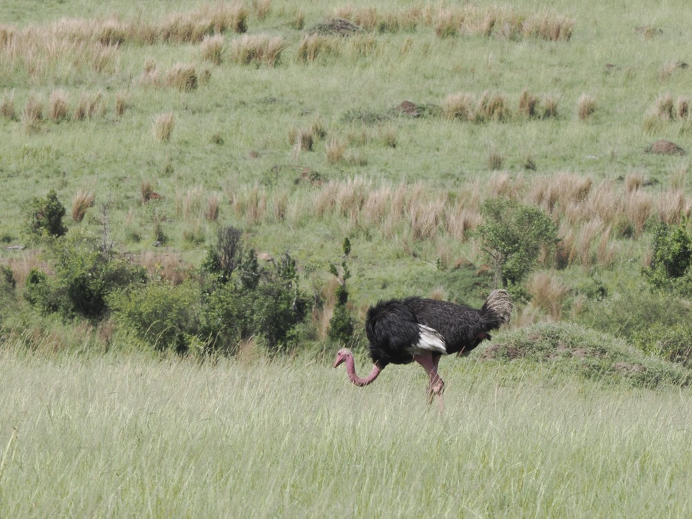 Common Ostrich - ML615273327