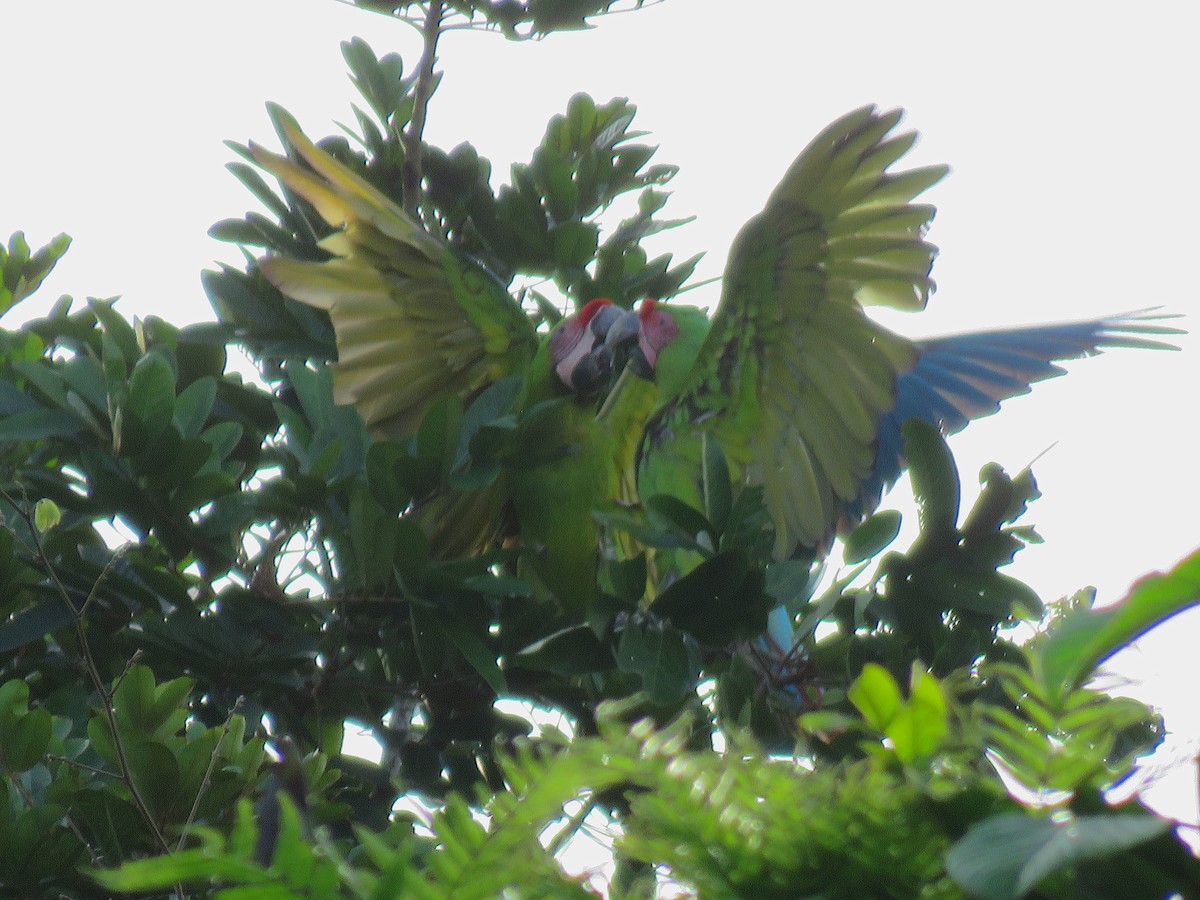 Great Green Macaw - ML615273358