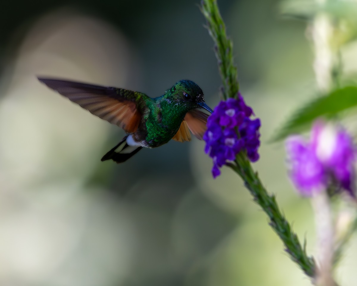 Stripe-tailed Hummingbird - ML615273428