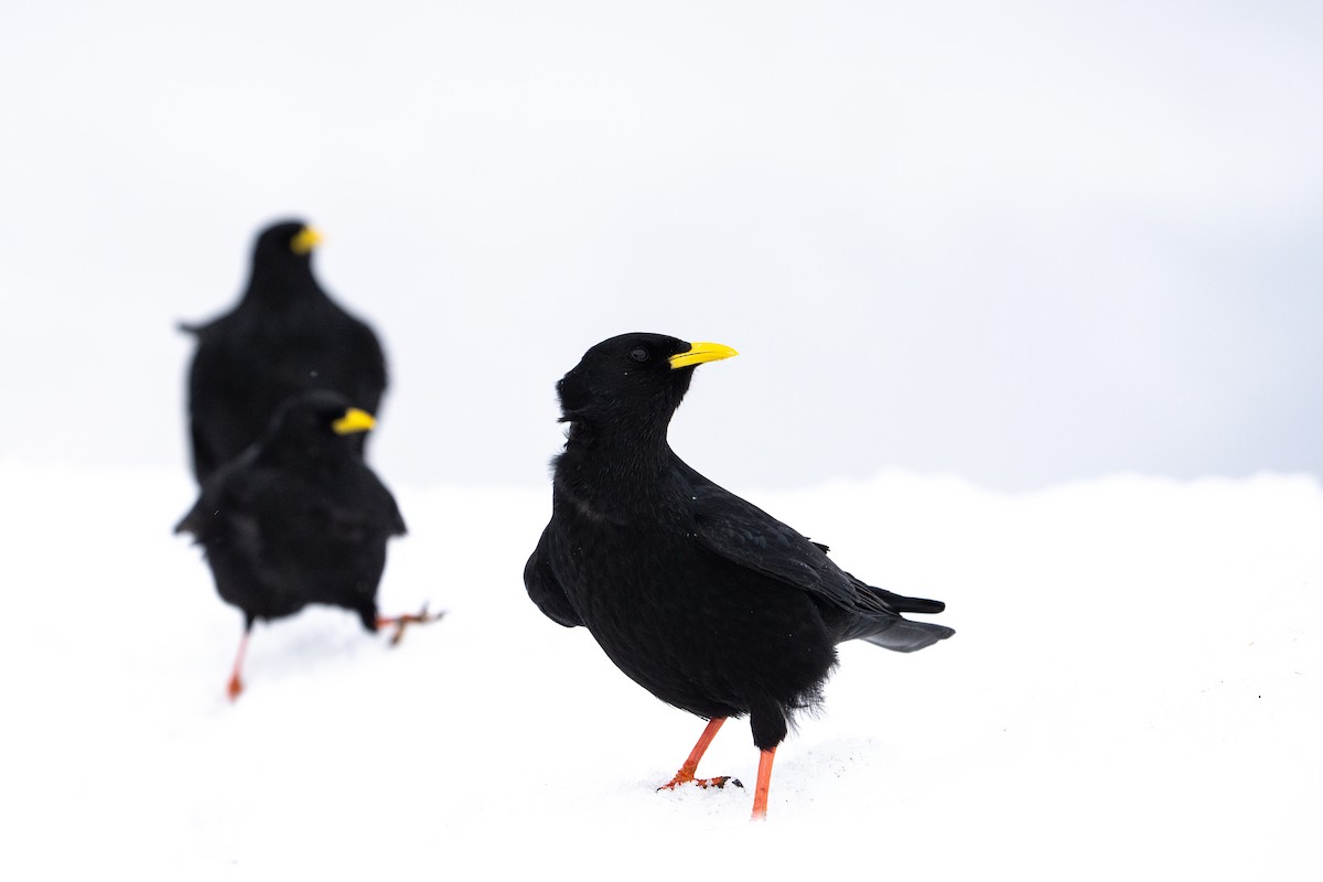 Yellow-billed Chough - ML615273477