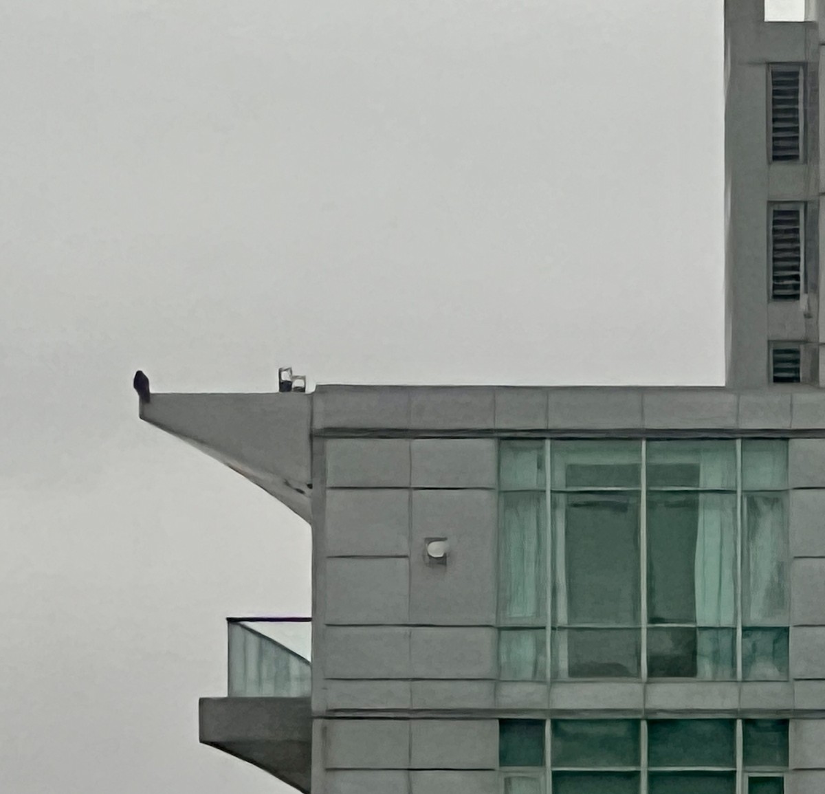 Peregrine Falcon - ML615273515