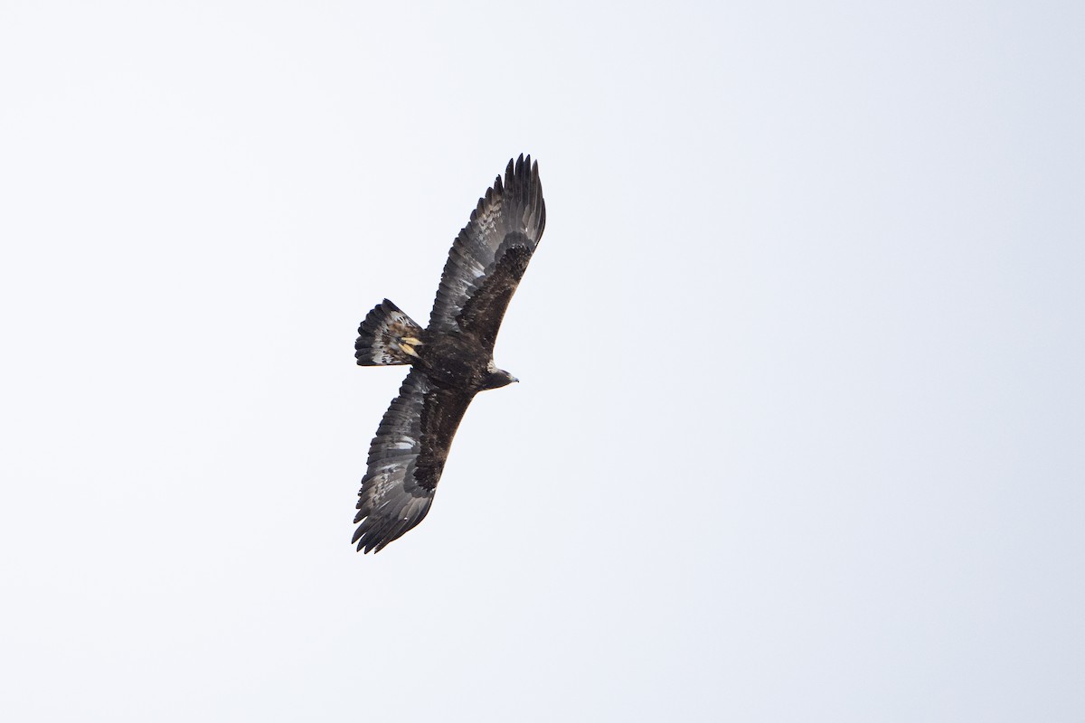 Águila Real - ML615273557