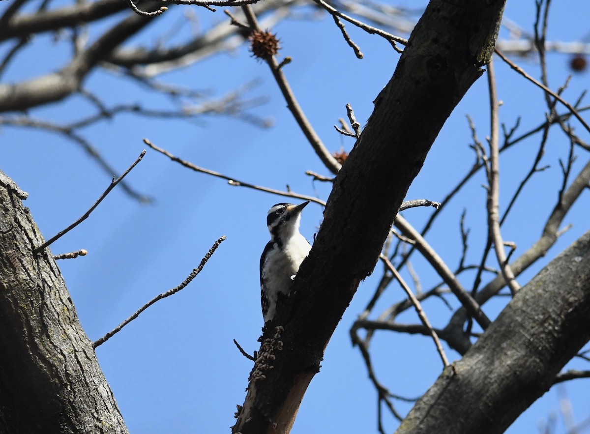 Hairy Woodpecker - ML615273586