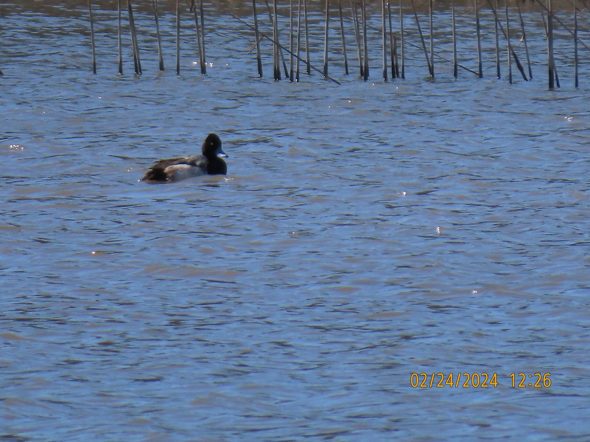 Lesser Scaup - ML615273590