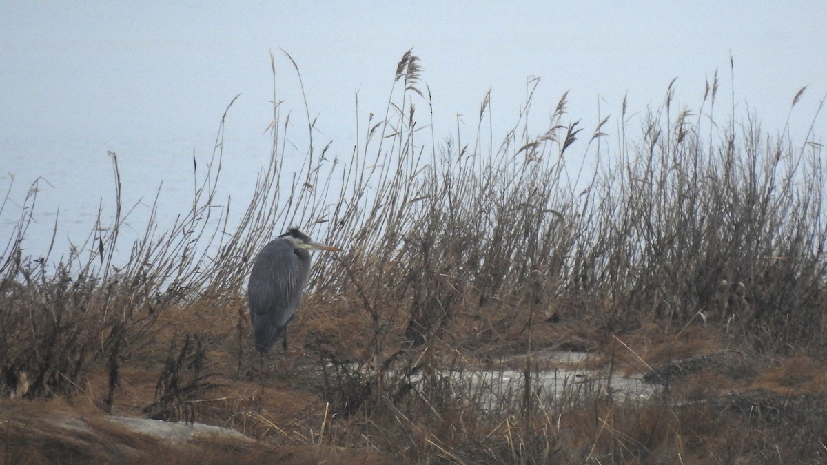 Great Blue Heron - ML615273599