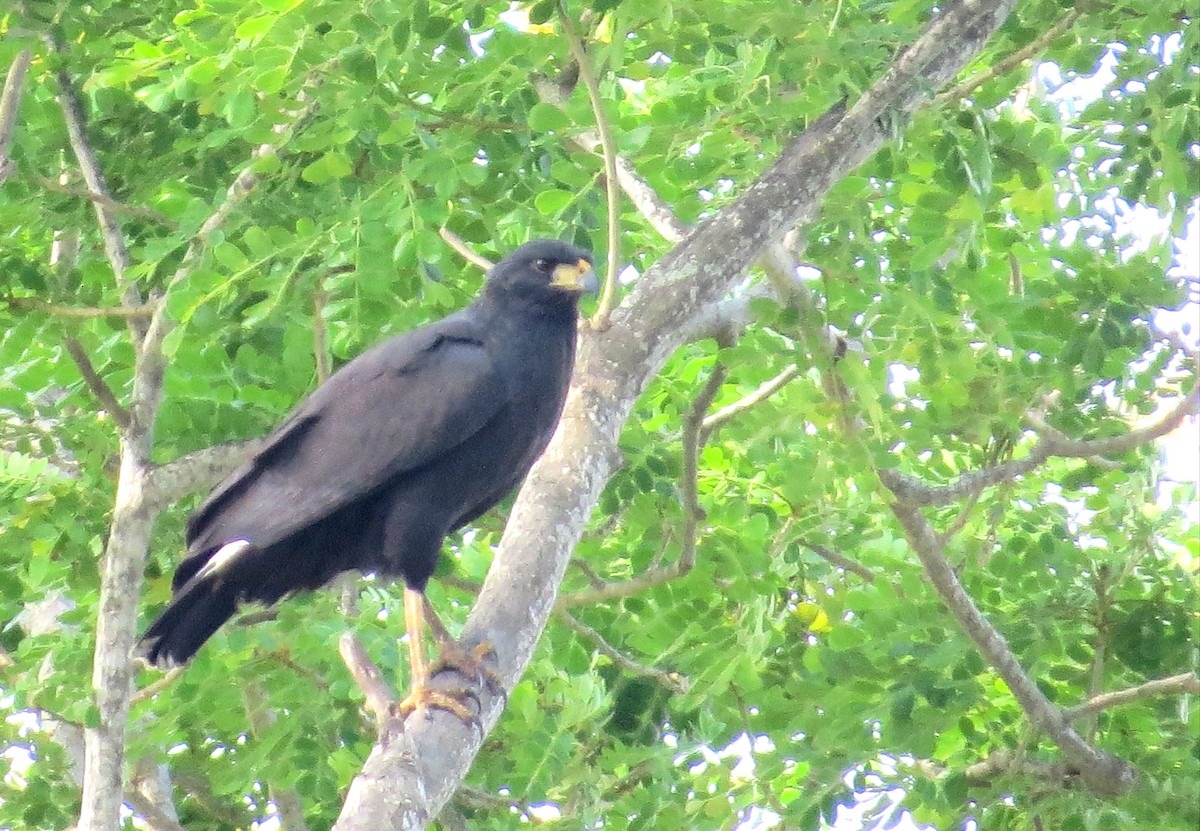 Great Black Hawk - ML615273621