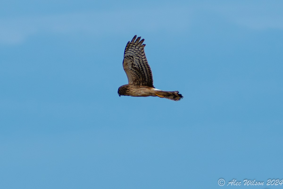 Northern Harrier - ML615273623