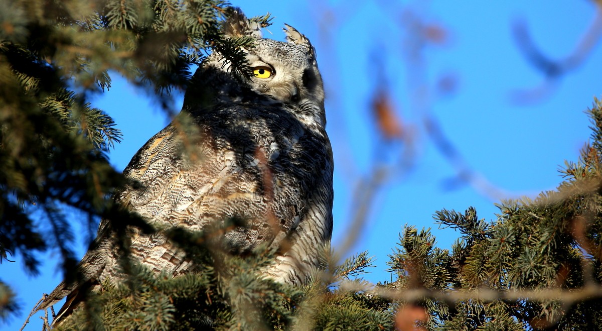 Great Horned Owl - ML615273648