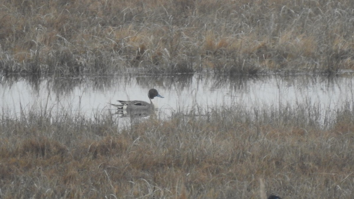 Northern Pintail - ML615273652