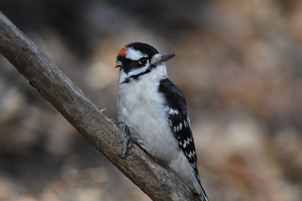 Downy Woodpecker - Peter Paul