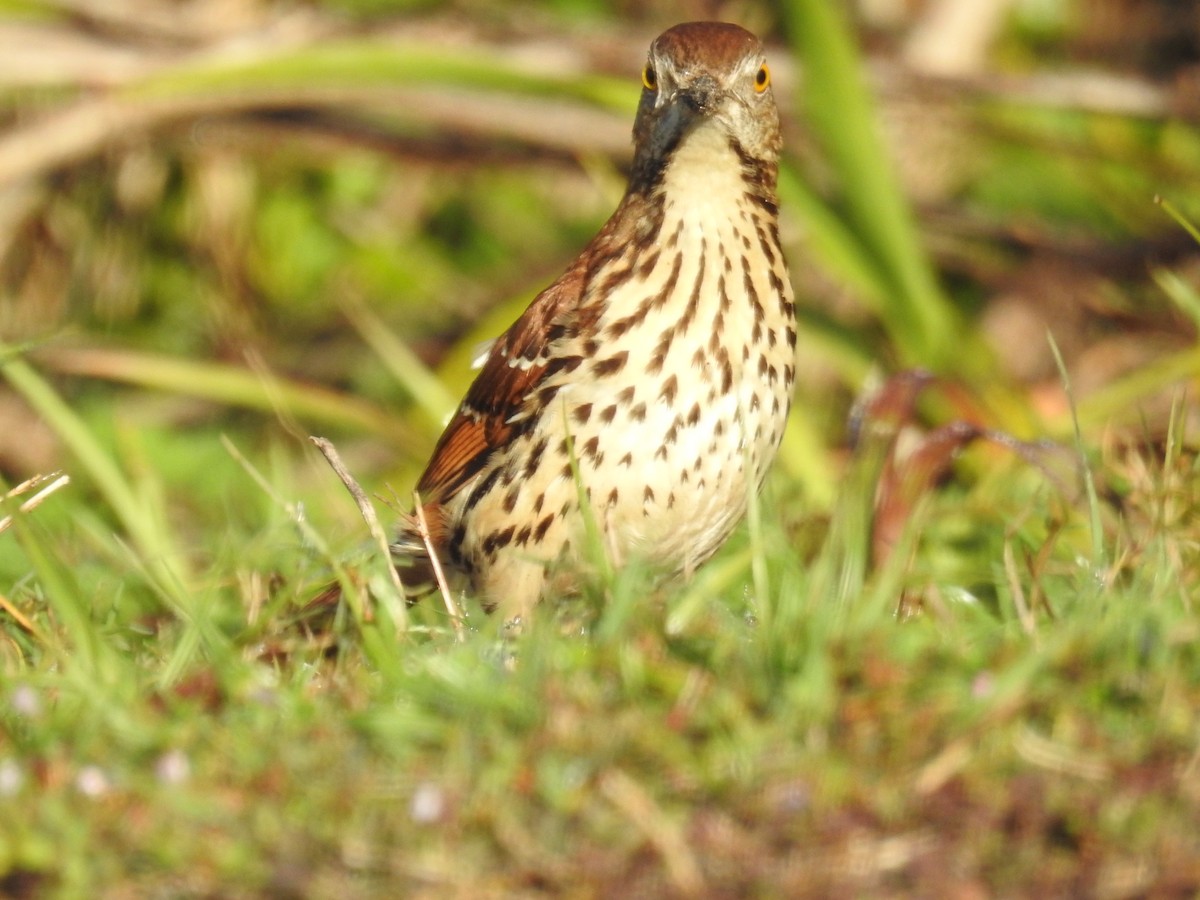 Brown Thrasher - Wendy Meehan