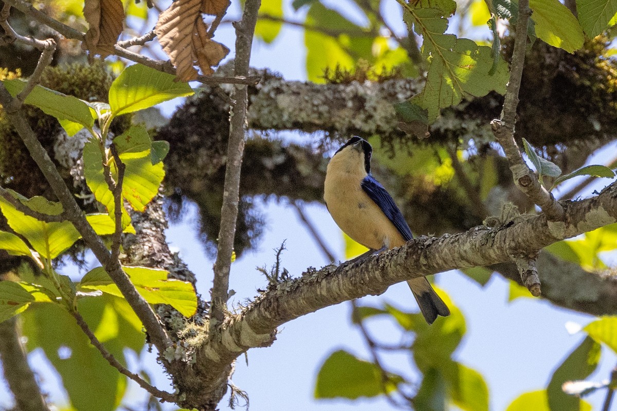 Fawn-breasted Tanager - ML615273696