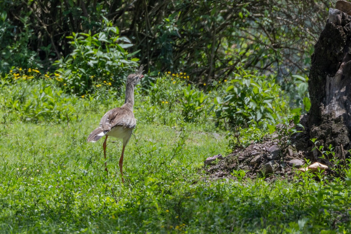 Red-legged Seriema - ML615273704