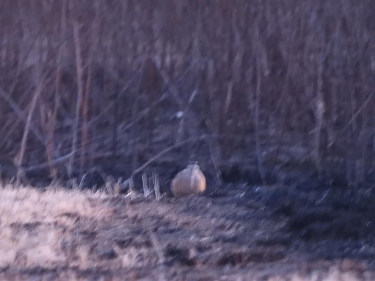 American Woodcock - ML615273722