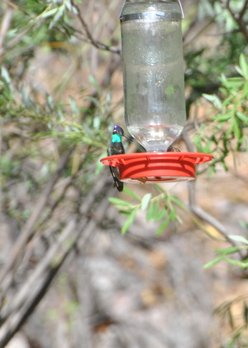 Rivoli's Hummingbird - Peter Crosson