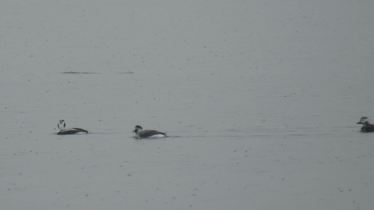Long-tailed Duck - ML615273851