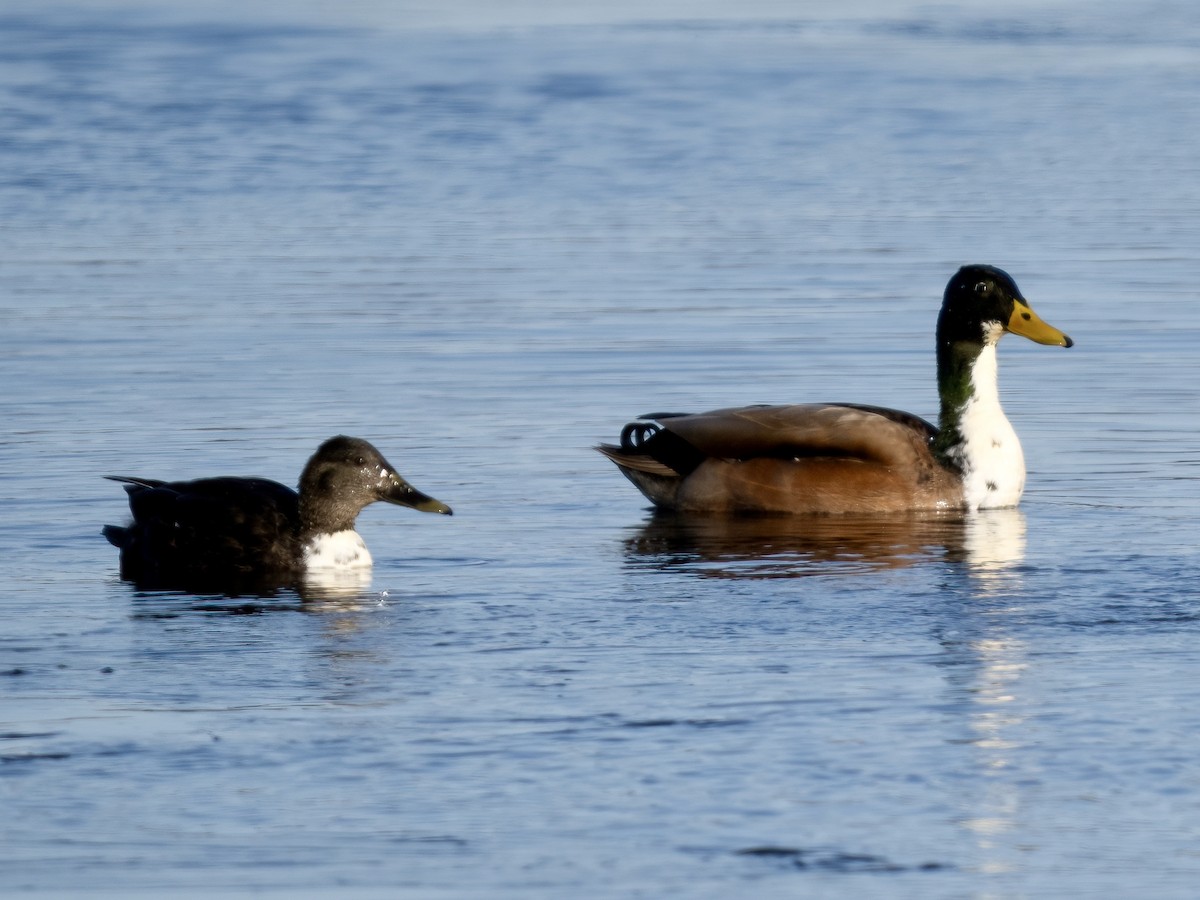 Mallard (Domestic type) - Tori Martel