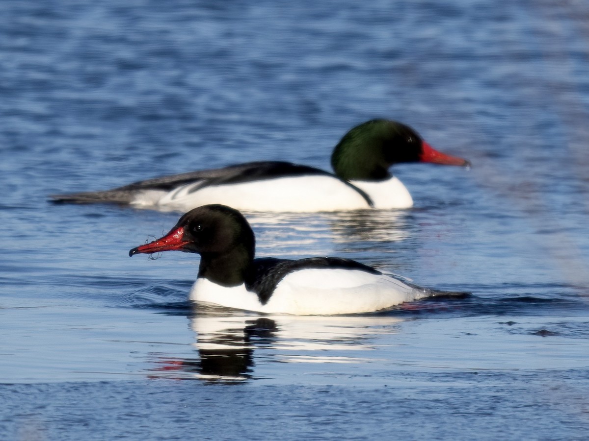 Common Merganser - ML615274016