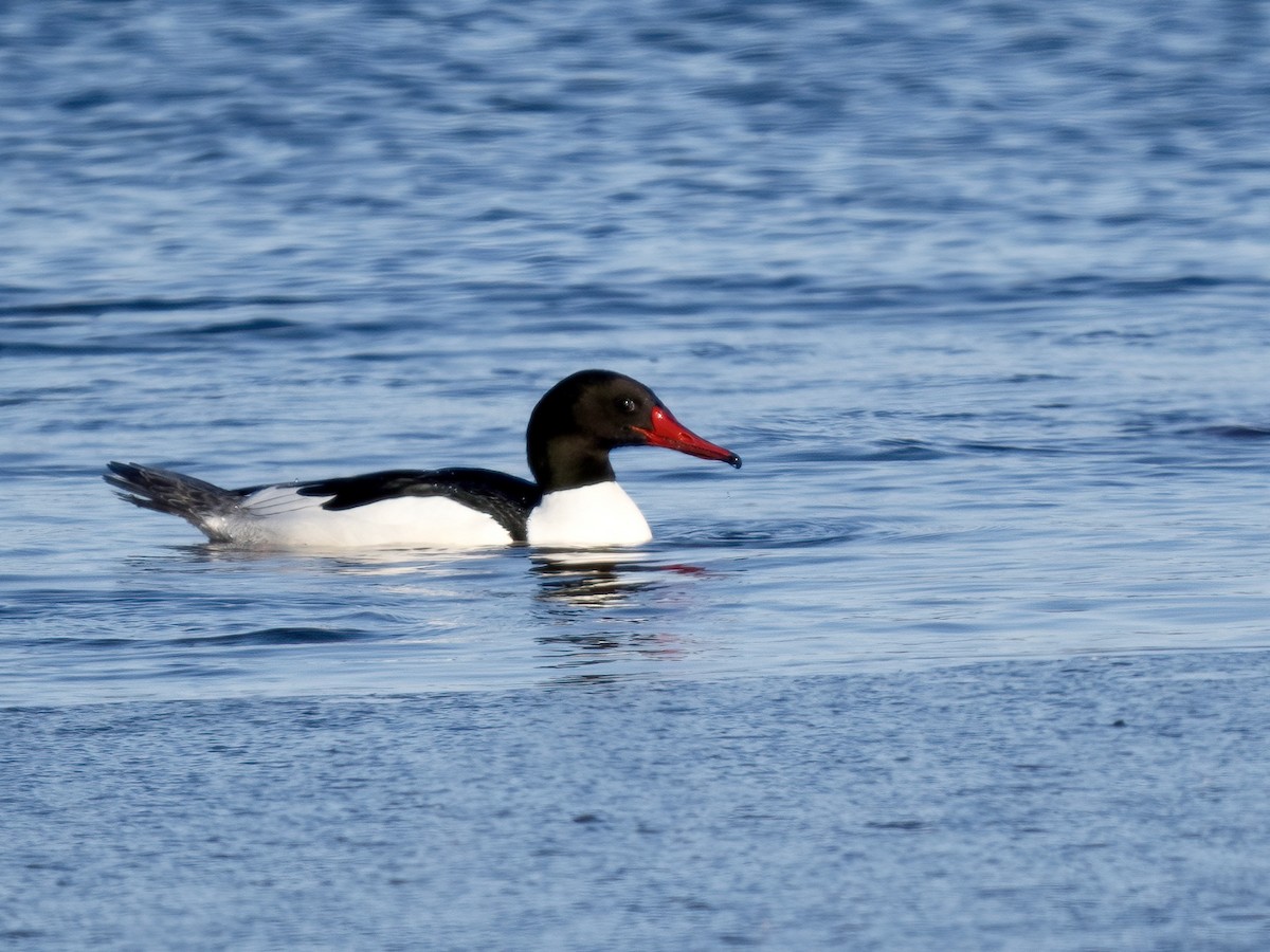 Common Merganser - ML615274017