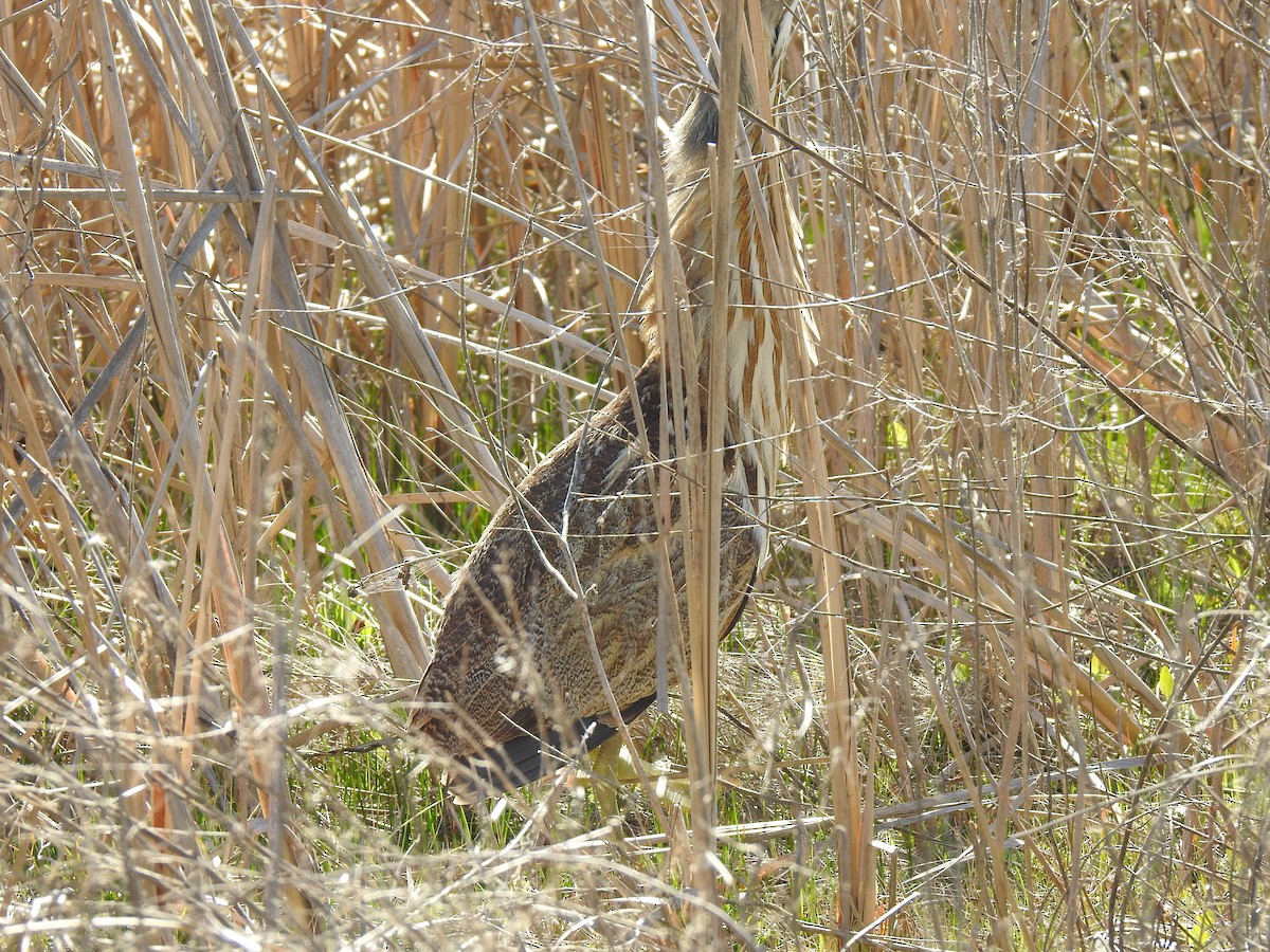 American Bittern - Jennifer Linde