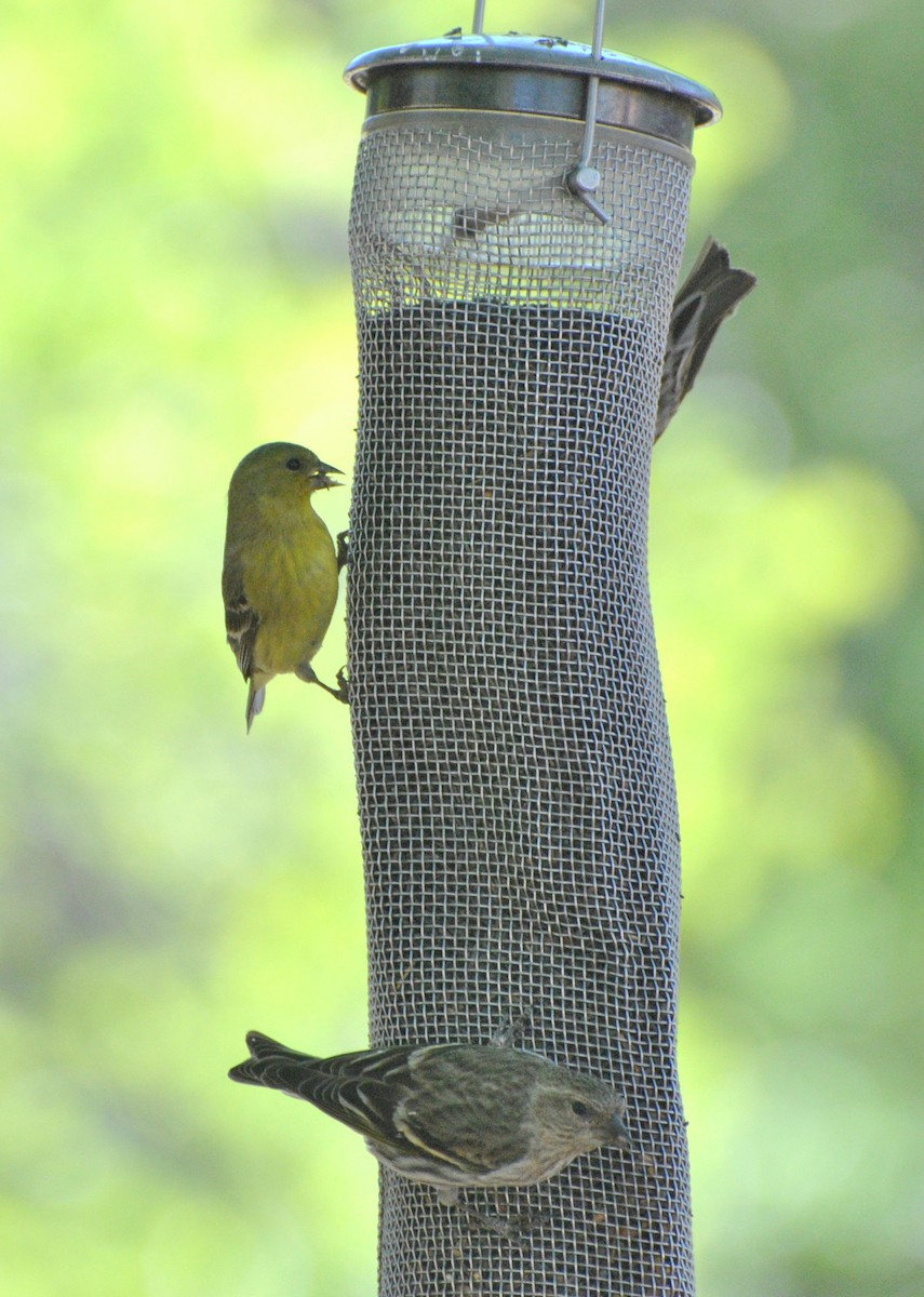 Lesser Goldfinch - Peter Crosson