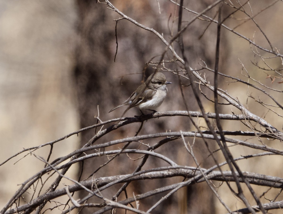 Red-capped Robin - ML615274073