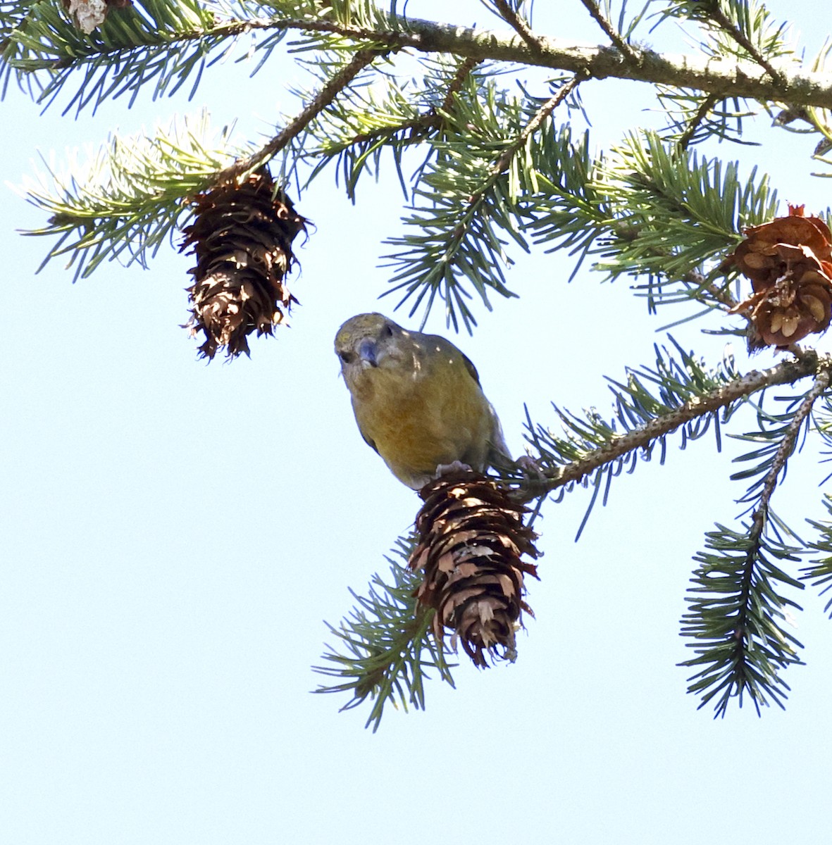 Red Crossbill (Ponderosa Pine or type 2) - Adam Dudley