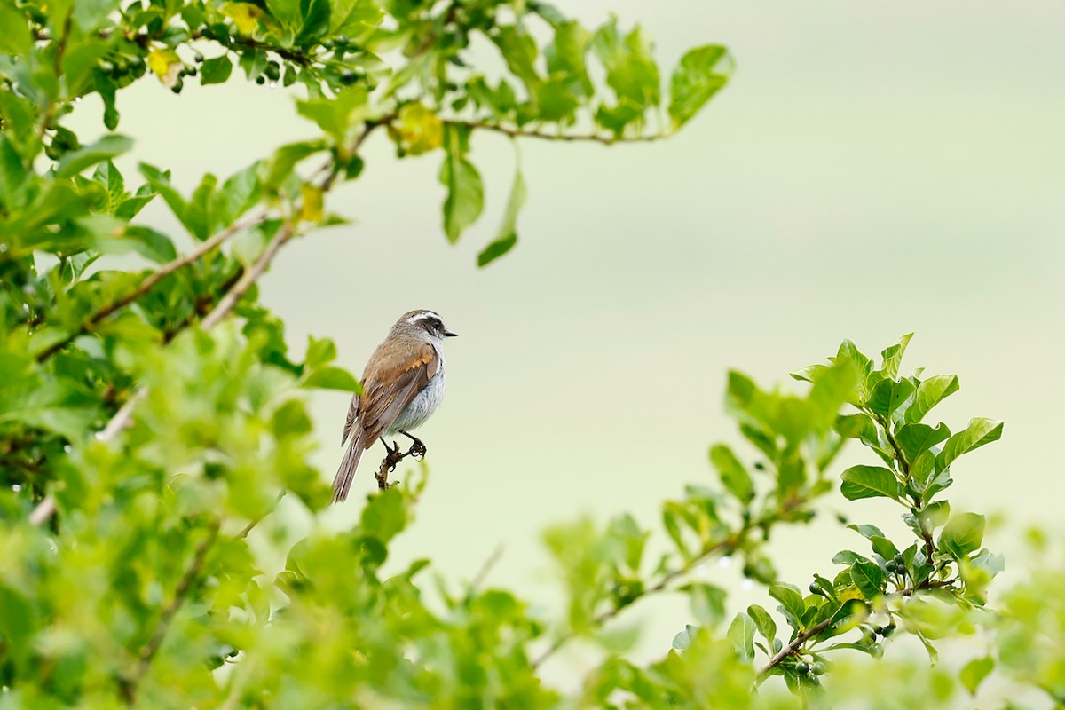 White-browed Chat-Tyrant - ML615274164