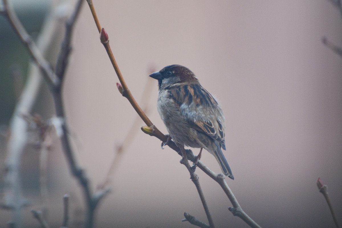 House Sparrow - ML615274165