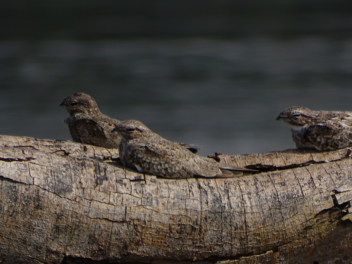 Sand-colored Nighthawk - ML615274243