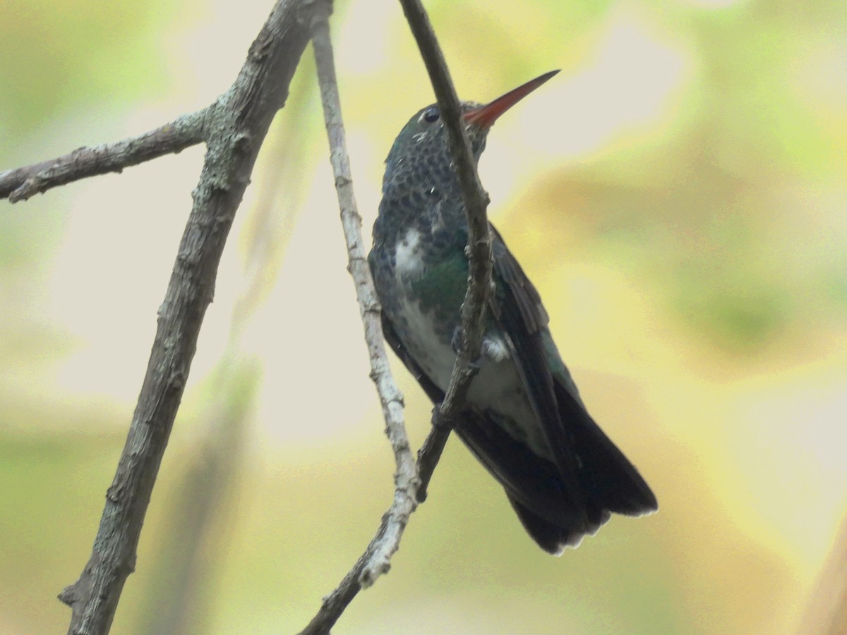 Glittering-throated Emerald - ML615274294