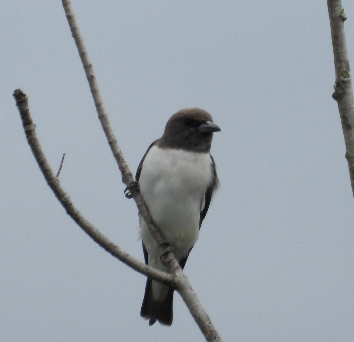 White-breasted Woodswallow - Margaret Cook