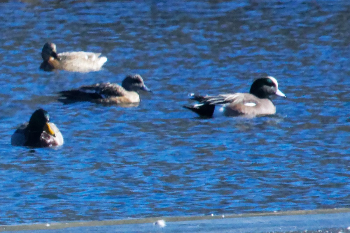 American Wigeon - David Hoag