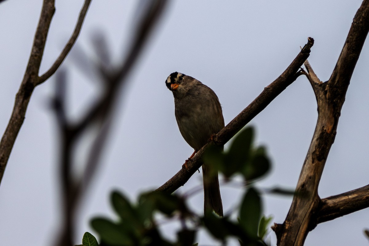 White-crowned Sparrow - ML615274374