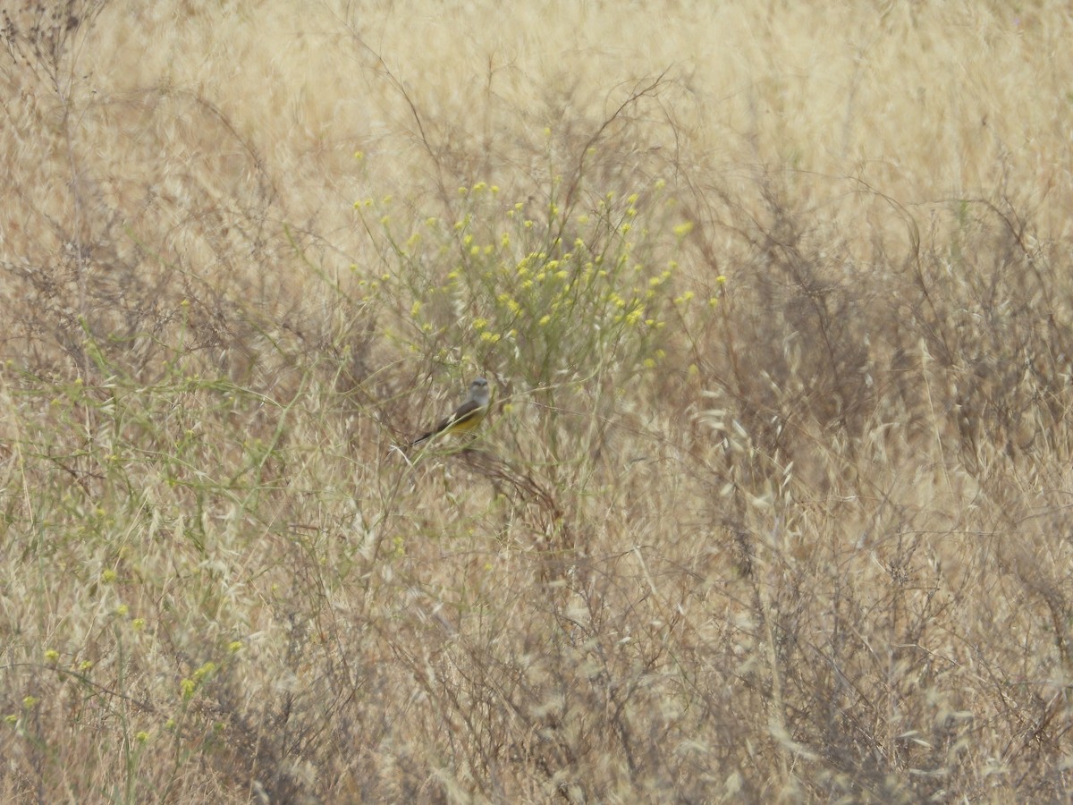 Western Kingbird - Mark Golan