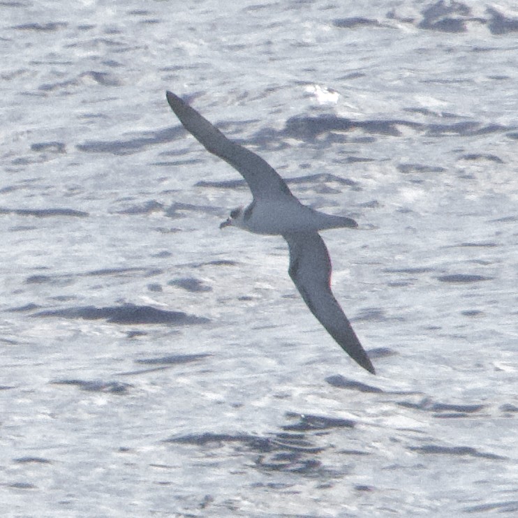 White-necked Petrel - ML615274513