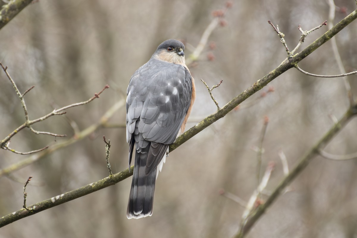 Sharp-shinned Hawk - ML615274537